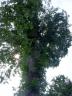 fokish farm tree