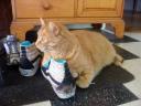 fokish farm tiger on my shoes!