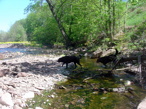 fokish farm dogs creekwalk