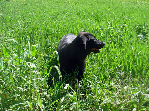 fokish farm Ty in the fields