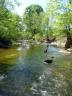 fokish farm dogs in the creek