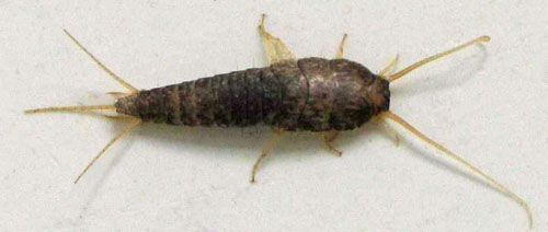 silverfish