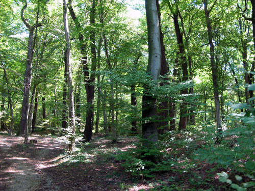 Maksimir park, forest