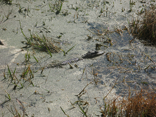 swamp_3232058547_36253a43a4