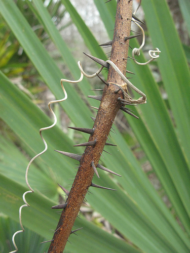 swamp_3232860354_92dd1fd181