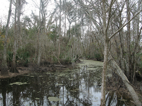 swamp_3232866792_a390642c68