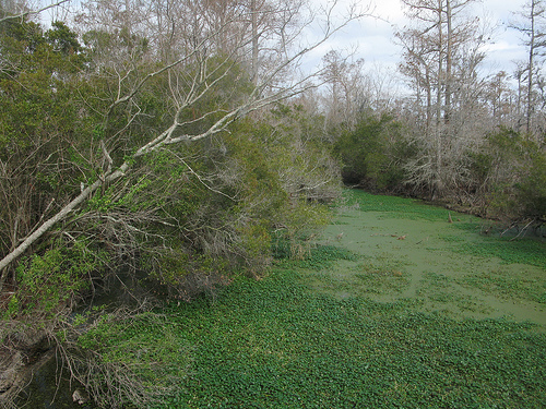 swamp_3232911810_eabe4a9ab7