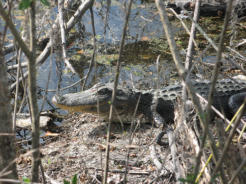 swamp_3232958306_97c317f919