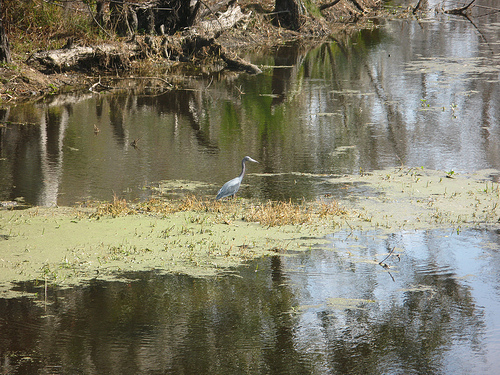 swamp_3232960324_62f5982dc6