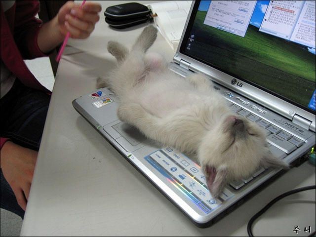 cattop