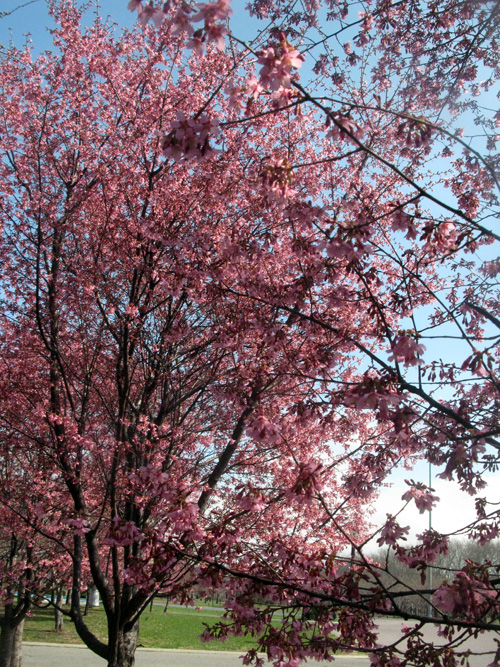cherry-blossoms