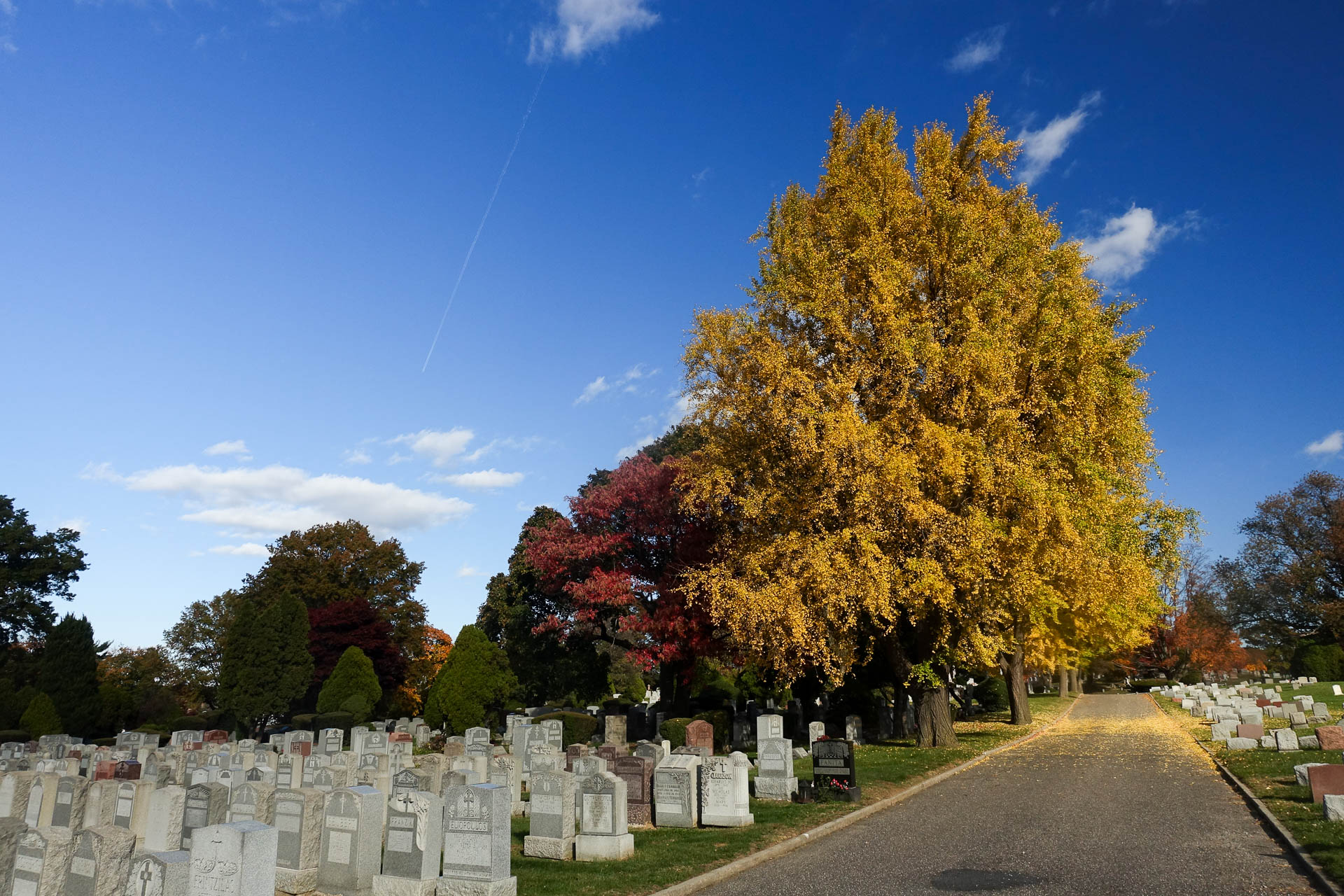 views in and around MT Olivet Cemetery in Maspeth, Queens normalblog